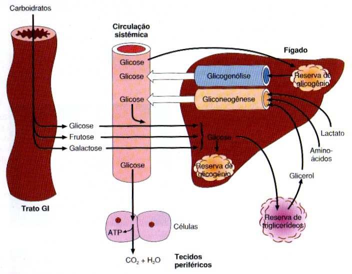 Metabolismo de carboidratos Conversão da galactose e frutose em