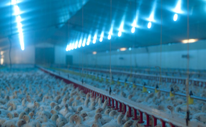 ração e água (luz adaptada à visão das aves). Por último, o efeito da luz sobre o crescimento do broiler.