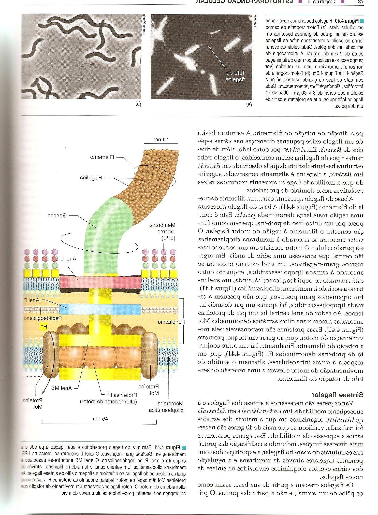15/10/2009 Flagelo Apresentação (arranjo): Apêndices longos e finos (A) Monotríquio (ex. Vibrio cholerae) Origem na membrana citoplasmática.
