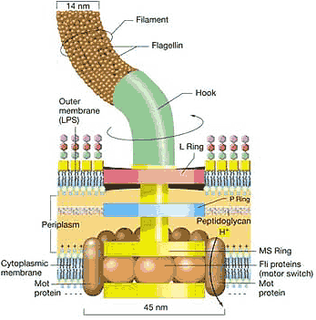 Flagelos periplasmáticos Estrutura: 1) Filamento (flagelina) 2) Gancho 3) Estrutura basal (motor flagelar) entre a membrana externa e peptideoglicana, - bastão central ligados às