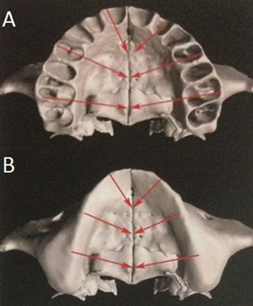 Enxertos ósseos sua aplicação em Odontolog ia O tecido ósseo é um tecido conjuntivo especializado formado por células e matriz extracelular calcificadas.