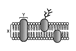 Exercícios de Recuperação BIOLOGIA - 2º Bimestre Professor Luiz Fernando Nome: PV 1. (Unifesp 2004) O esquema representa parte da membrana plasmática de uma célula eucariótica.
