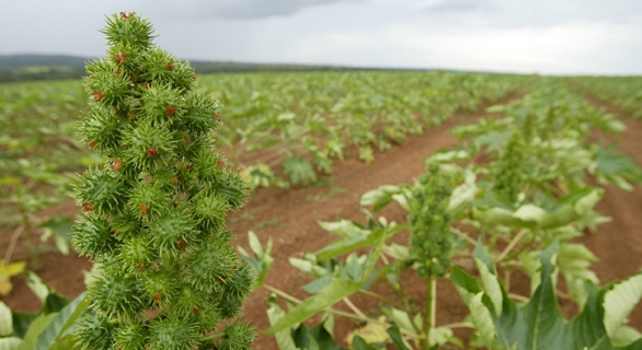 No primeiro espaço, disponibilizamos os preços da agricultura familiar, assim como as cotações indústriais do setor.