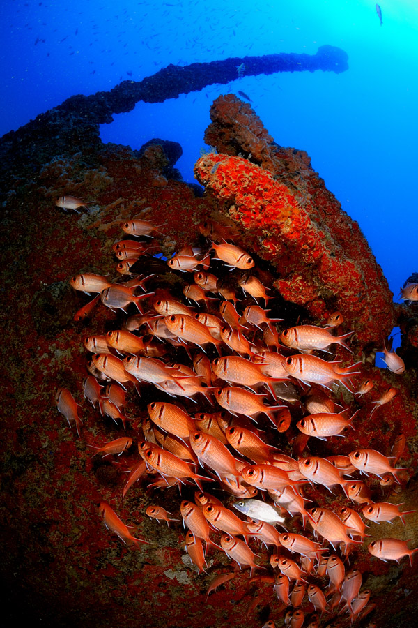 Close- upb: Foto de aproximação de qualquer assunto marinho, desde que o assunto principal da imagem não seja peixe ou parte de peixe; Peixe: Foto de peixe, parte de peixe (detalhe), peixes ou