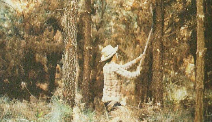 2 Execução da primeira poda em povoamento de Pinus taeda L., aos quatro anos de idade. Fazenda Avenca, Siva-Cifsul, Mafra, SC. Fotografado por Sérgio Ahrens (Fonte: KRONKA et al., 2005).