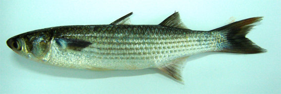 Ecologia e biologia do peixe Mugil liza 47 Os peixes da família Mugilidae têm ampla distribuição, ocorrendo em águas tropicais e subtropicais de todo o mundo, principalmente nas regiões costeiras