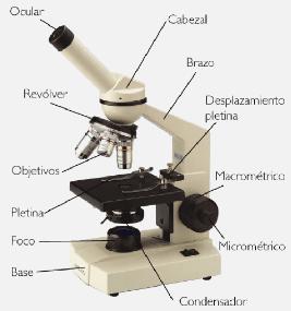 Parte mecânica PÉ OU BASE Suporta o microscópio, assegurando a sua estabilidade; BRAÇO OU COLUNA Peça fixa à base, na qual estão aplicadas todas as outras partes constituintes do microscópio; TUBO OU