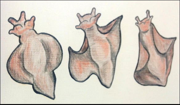 20 D Ávila & Rocha Figura 6. Pneumostoma (indicado pelo asterisco). essa cavidade mantenha sempre o seu formato de cúpula, para que o ar possa circular, e é a concha que permite isso.