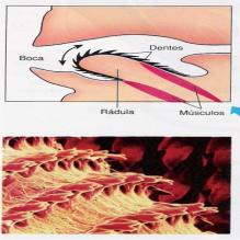 Apresentam um concha (CaCO 3 ); Parede do corpo Cutícula; Epiderme composta de células epidérmicas, glandulares (muco) e glândulas da concha (região dorsal); Músculos com fibras longitudinais,