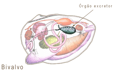 Excreção e Sistema nervoso Sistema de Excreção: Um ou dois pares de rins (metanefrídeos) Fluido celômico rins = drenagem das excretas nitrogenadas para a cavidade do manto Dutos
