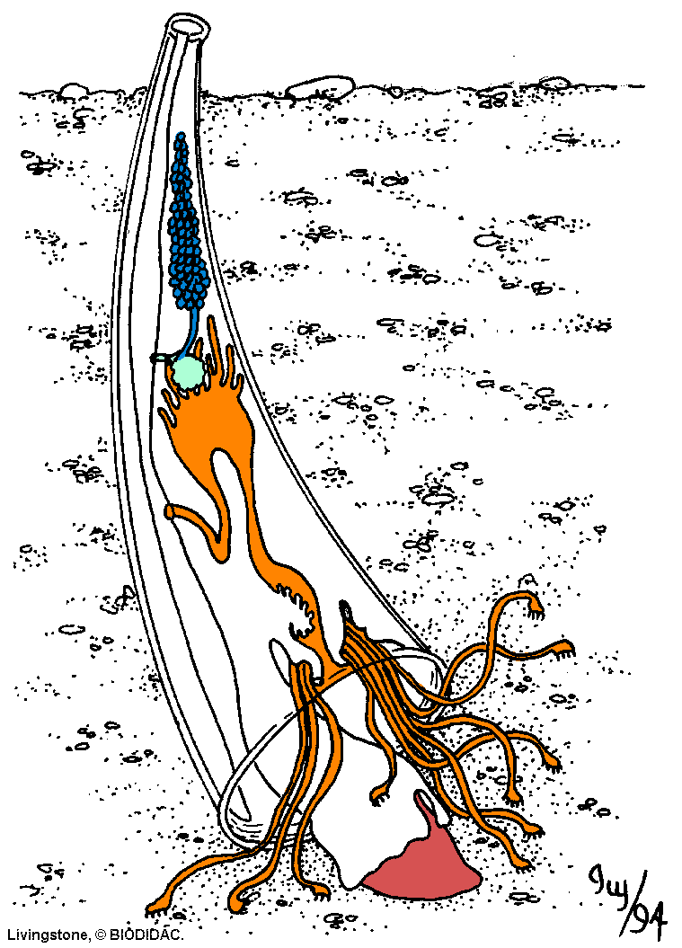Classe Scaphopoda São marinhos cavadores, pé utilizado para escavar Têm concha cilíndrica aberta nas extremidades Vivem enterrados.
