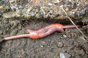 Filo Annelida Classe Clitellata A minhoca é monóica (hermafrodita) Acasalamento noturno,