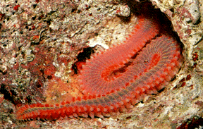 Filo Annelida