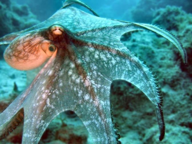 EXEMPLOS Octopus vulgaris: 19 componentes cromáticos; 6 componentes texturais; 14