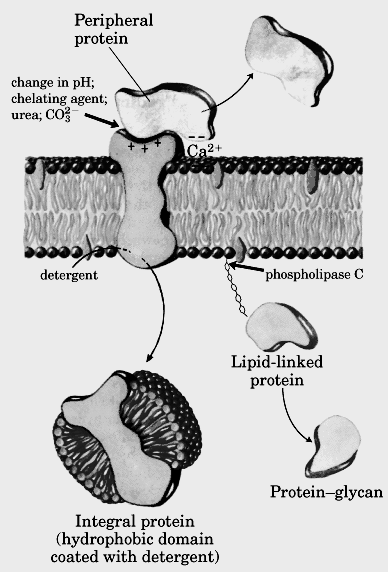 O modelo do mosaico fluído apresenta, para além dos lípidos em bicamada, proteínas integrais (a, b, c) e proteínas periféricas (d, e) annulus lipídico o colesterol é excluído Razões geométricas