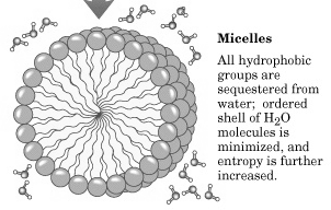 Interacções hidrófobas e membranas biológicas Propriedades estruturais dos fosfolípidos que fazem deles os principais constituintes das membranas biológicas; Estrutura dos lípidos (glicero-,