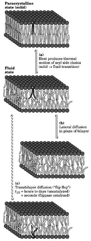 Estrutura dos fosfolípidos na presença de água MICELA BICAMADA LIPOSSOMA Características das membranas AS BICAMADAS SÃO FLUIDAS No estado de gele, as cadeias hidrocarbonadas adoptam uma conformação
