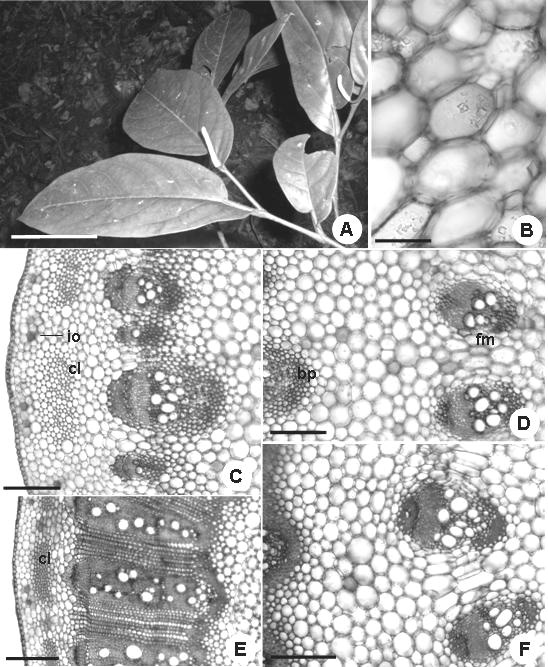 Latin American Journal of Pharmacy - 28 (1) - 2009 Figura 1. A) Aspecto geral da planta de Piper arboreum Aubl. (Barra = 6 cm). B-F) Secções transversais do caule de Piper arboreum Aubl.