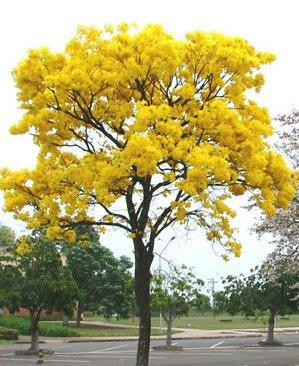 [...] Não tinha inverno e verão em Brasília, tinha o tempo da seca e tempo das chuvas.