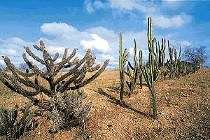 Os tipos de clima que ocorrem no Brasil Clima Semi-Árido As temperaturas são elevadas com média anual superior a 26ºC.