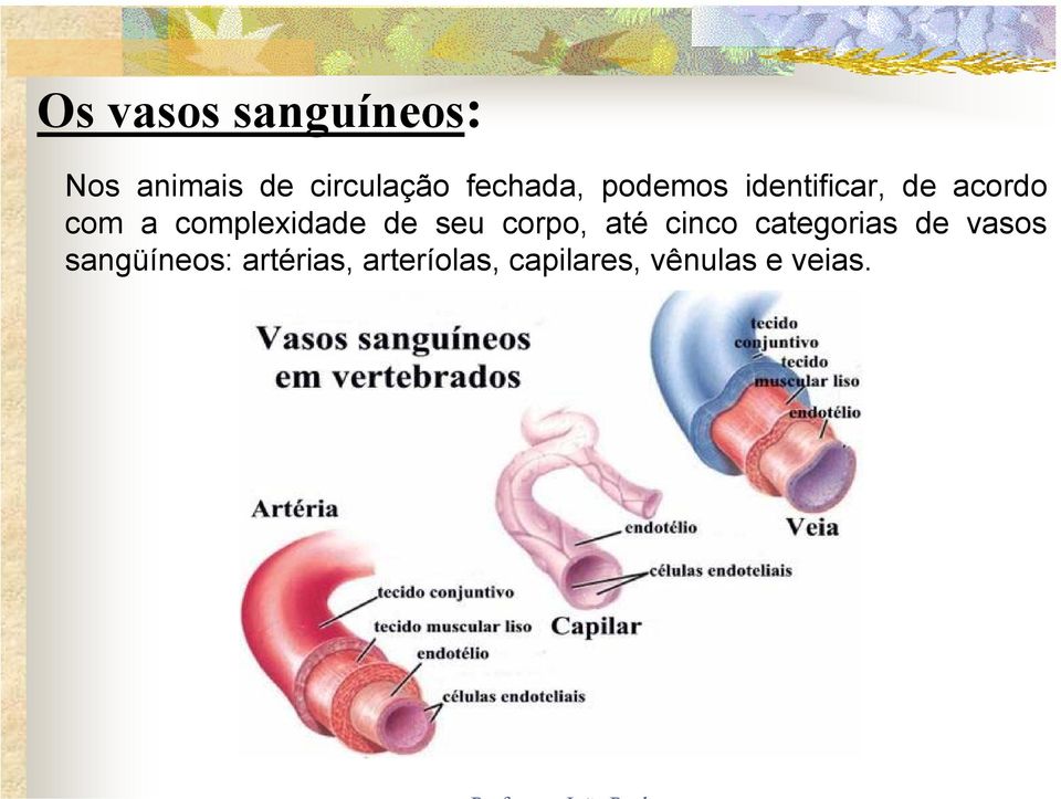 complexidade de seu corpo, até cinco categorias de