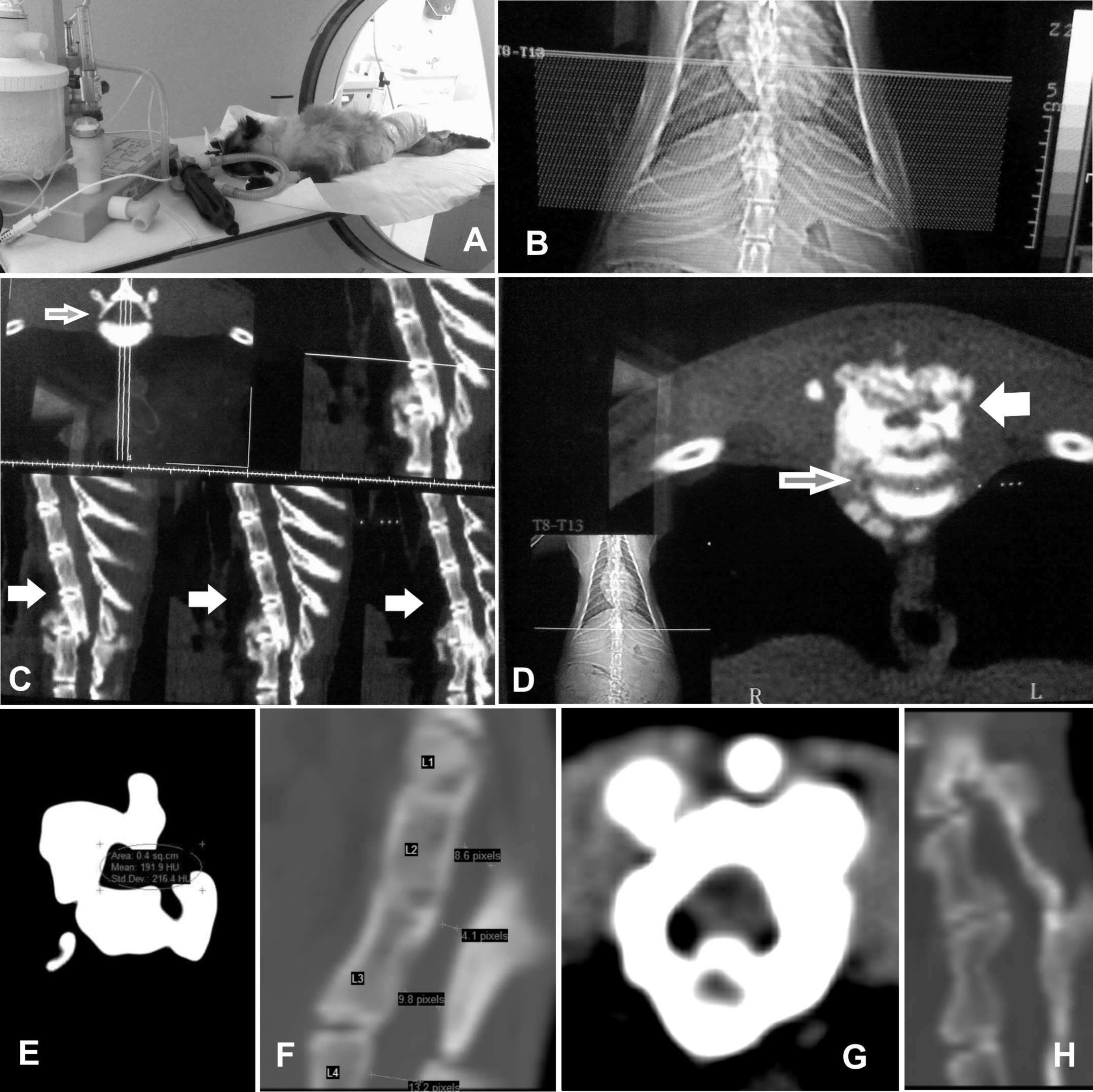 FIGURE 01: Technical implementation of the CT scan. (a) First the animal is under general anesthesia for (b) completion of scout, delimiting area to be assessed from Cross-Sectional sections.