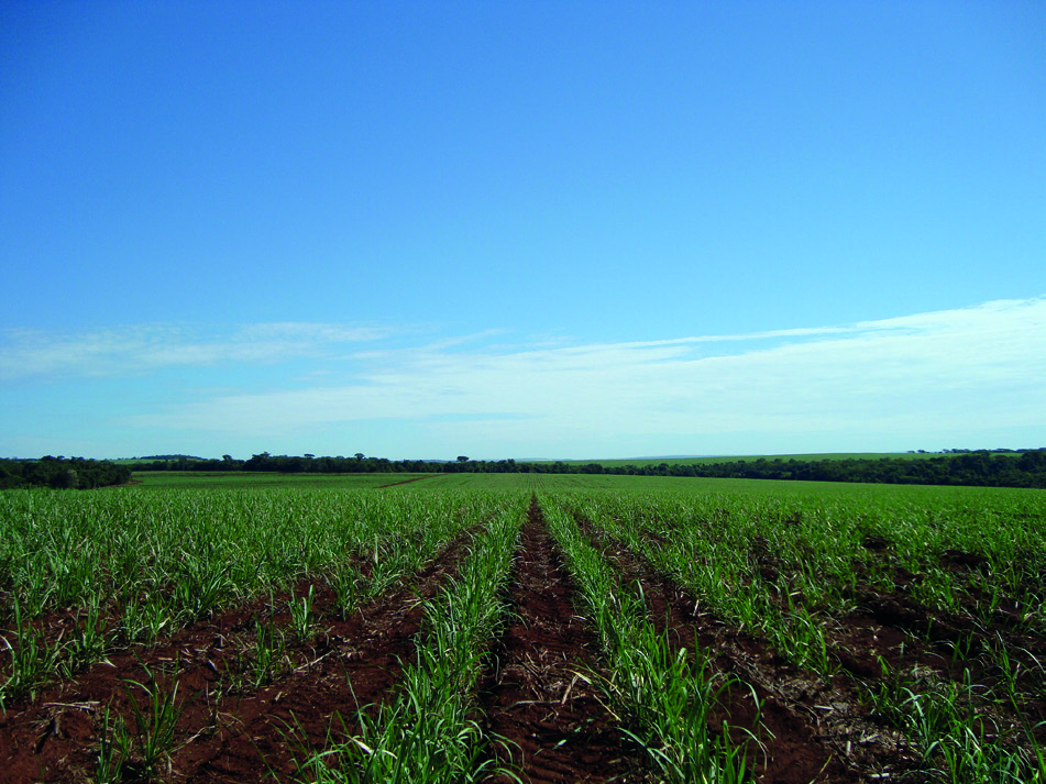 Sistema Plantio Direto de Cana-de-Açúcar no Cerrado Fase 1: Implantação ü Correção química (incorporação de corretivos e fertilizantes). ü Correção física: eliminação de possíveis camadas compactadas.