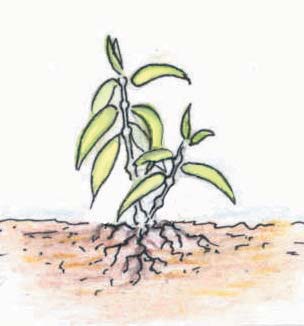 A pimenta longa plantada em áreas não recomendadas fica assim: Escolha da área Terra dura: atrapalha o