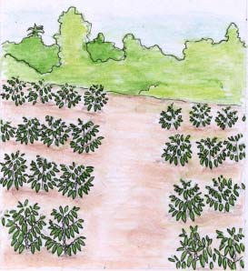 O plantio Para plantar pimenta longa, deve-se esperar pelas chuvas, assim a terra fica úmida e ajuda no desenvolvimento das mudas.