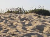 areia A praia tem muita areia. A areia é amarela.