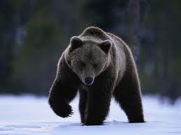 urso É o urso. O urso tem cor preta.