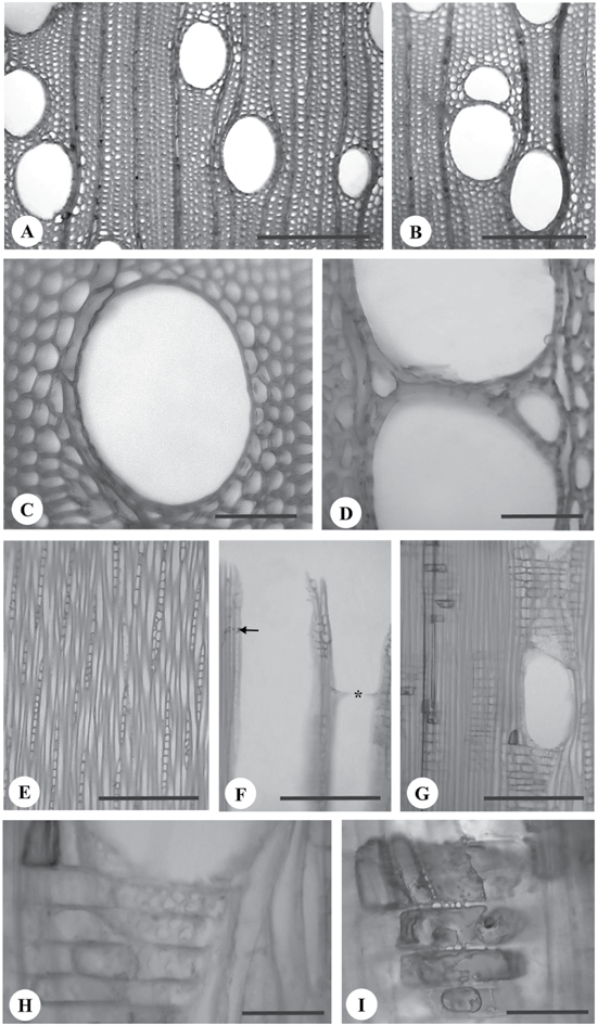 Brisola e Demarco. Análise anatômica do caule de Eucalyptus grandis, E. urophylla e E. grandis x urophylla: desenvolvimento da madeira e sua importância para a indústria Figura 4.