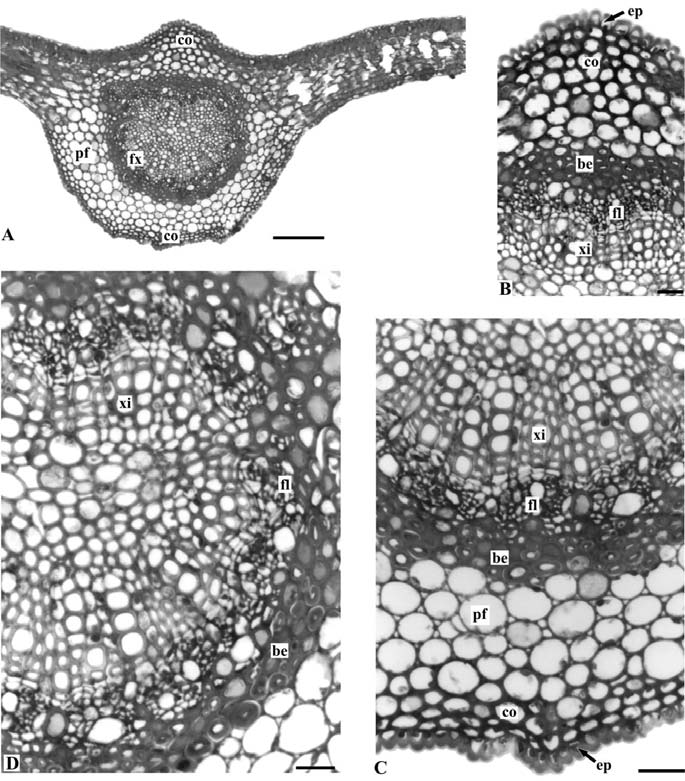 LAGOS J.B., MIGUEL O.G. & DUARTE M.R. Figura 2. Trichilia catigua A. Juss., Meliaceae - folíolo: A. secção transversal da nervura principal; B, C.