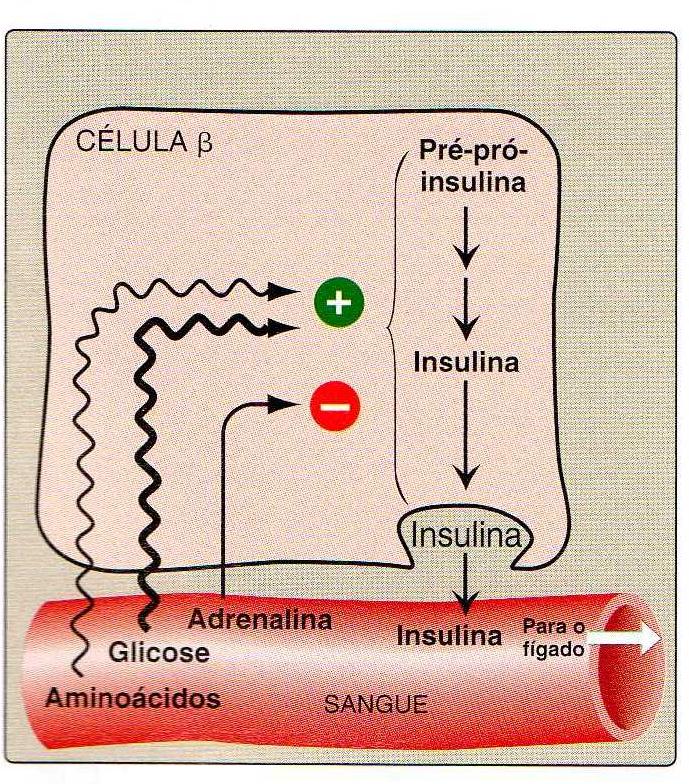 Secreção de insulina (células - iilhotas de Langerhans - pâncreas) Estímulação aumento de glicose sanguínea - aumento nos níveis plasmáticos de aminoácidos (arginina) -Hormônios gastrointestinais