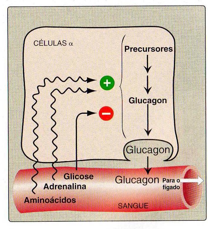 Secreção de glucagon (células - ilhotas de Langerhans - pâncreas) Estímulação diminuição da glicose sanguínea -aumento nos níveis plasmáticos de aminoácidos (impede a hipoglicemia em resposta à