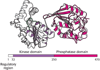 Glicólise e Gliconeogênese São reciprocamente reguladas FOSFOFRUTOQUINASE-2 e FRUTOSE BISFOSFATASE-2 - ENZIMA BIFUNCIONAL HEPÁTICA - Atua com quinase sobre a Frutose