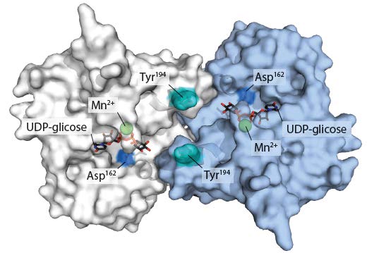 Glicogênio: SÍNTESE A GLICOGENINA é o primer para o início da síntese de Glicogênio.