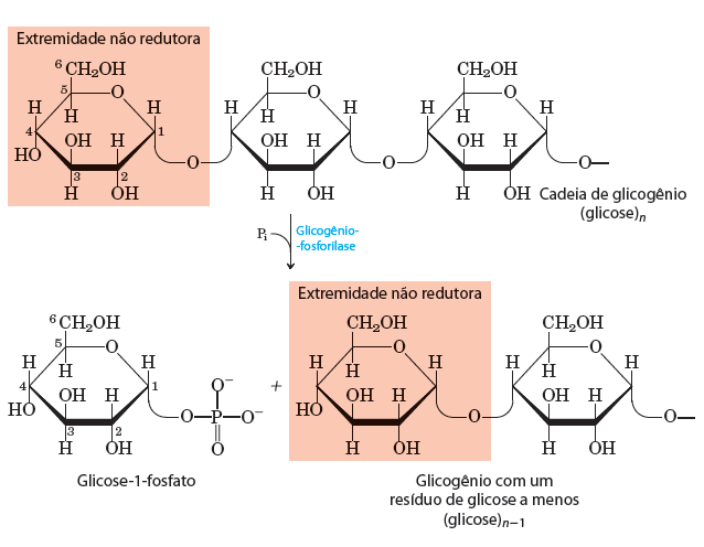 Glicogenólise Quebra Fosforolítica do glicogênio Ocorre em 4