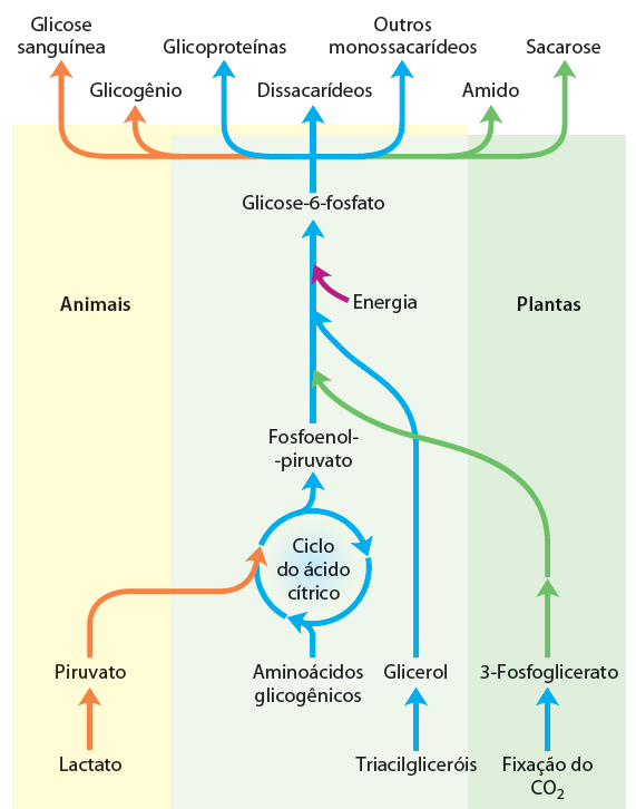 Gliconeogênese Precursores de glicose em animais e plantas Lactato - Piruvato Aminoácidos glicogênicos: - Piruvato