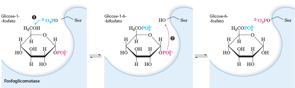 Glicogenólise FOSFOGLICOMUTASE converte Glicose 1-fosfato em Glicose 6-fosfato Destinos para a Glicose 6-fosfato