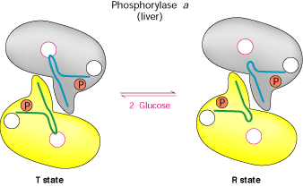 Glicogenólise: REGULAÇÃO A GLICOGÊNIO FOSFOLIRASE é o principal centro de regulação - Regulação por alosteria retroalimentação Regulação diferencial para