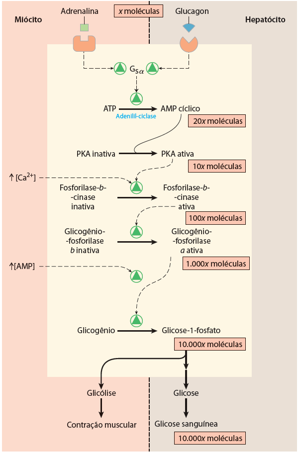 Glicogenólise: REGULAÇÃO Os efeitos da Epinefrina e Glucagon no