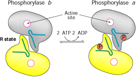 Glicogenólise: REGULAÇÃO A GLICOGÊNIO FOSFOLIRASE b é fosforilada pela