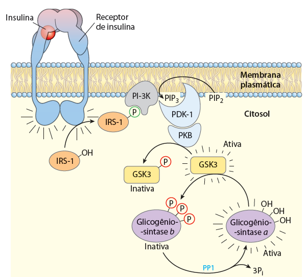 Síntese de Glicogênio: REGULAÇÃO A INSULINA inativa a GLICOGÊNIO SINTASE QUINASE Permite ação da PP1 sobre a Glicogênio Sintase b IRS-1: substrato 1 do receptor de insulina PI-3K: