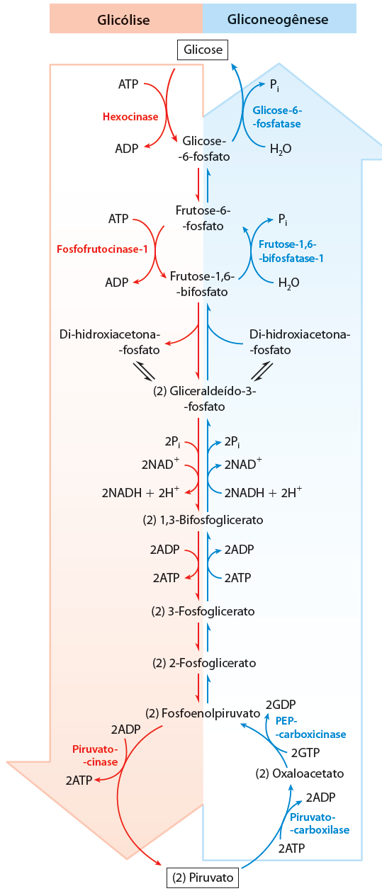 Gliconeogênese (3) Não é a simples reversão da Glicólise - 7 reações enzimáticas são compartilhadas - Os 3 passos irreversíveis da glicólise precisam ser