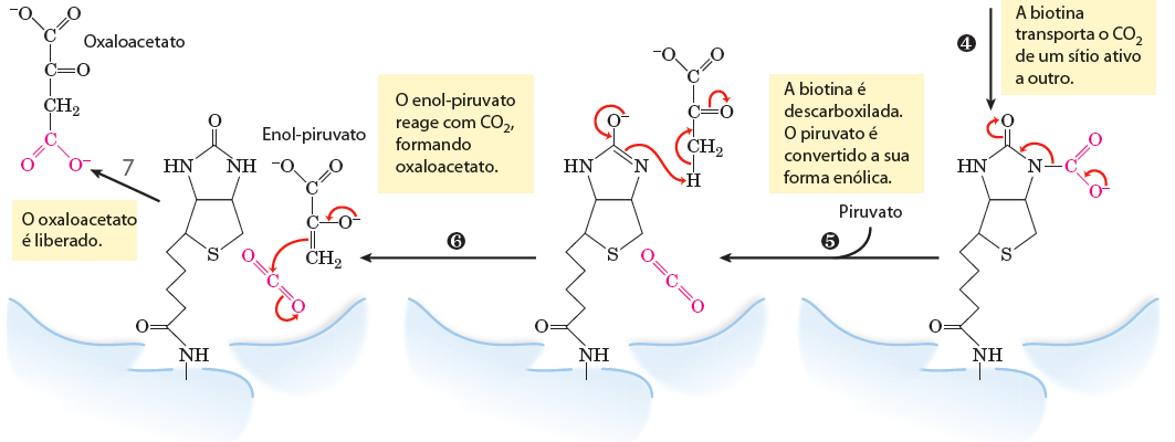 Gliconeogênese 1) A formação de PEP a partir de PIRUVATO 1º Reação: catalisada pela PIRUVATO CARBOXILASE 1º Etapa: formação do