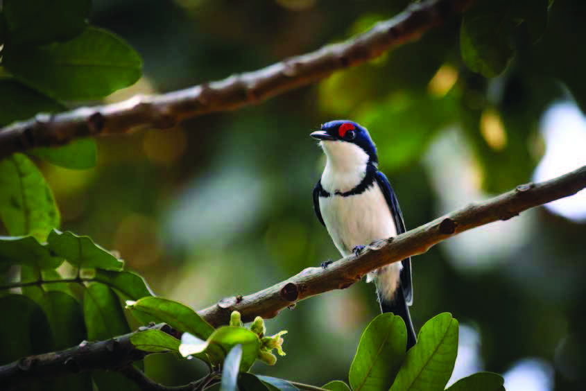 Observação de aves na Serra da Gorongosa Venha connosco numa viagem de um dia de observação de aves A Observação de Aves na Serra da Gorongosa é verdadeiramente uma experiência memorável.