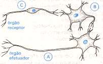No esquema a seguir, A, B e C são, respectivamente, neurônios: a) motor, associativo e sensorial b) sensorial,