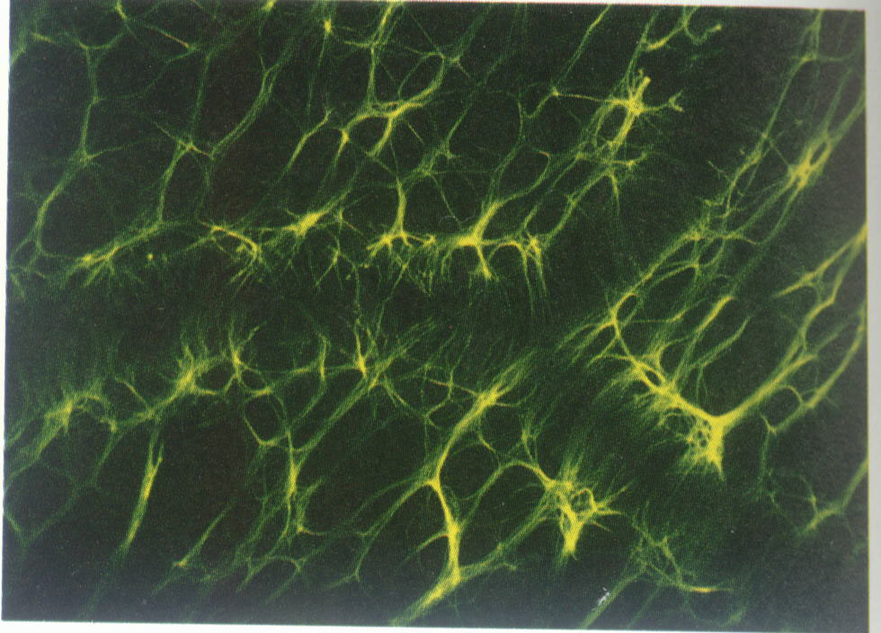 Nível das células corticais Células Gliais Astrócitos Nutrientes cruciais para os neurónios Mobilização dos iões e neurotransmissores Produção de factores neurotróficos