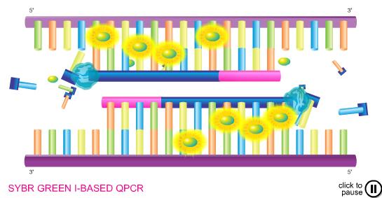 Progresso Cultivo celular + PCR SYBR Green I-based real-time PCR assay